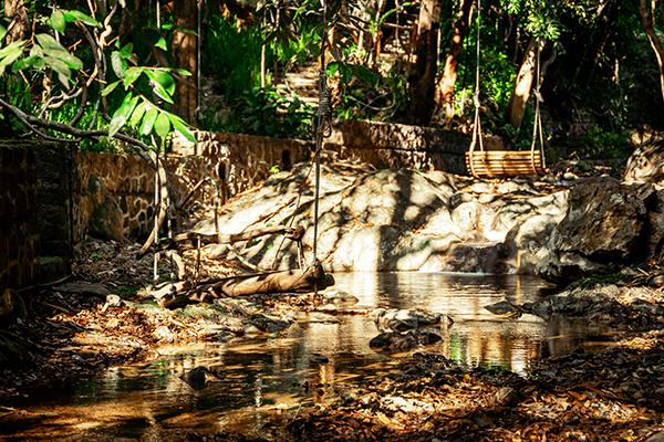 Trees and Teas Forest Walk